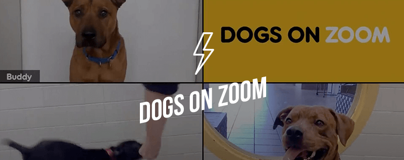 Dogs on Zoom